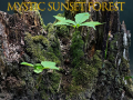 Игра Mystic sunset forest